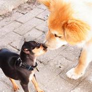 Prazsky krysarik Misja