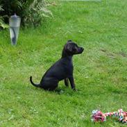 Blanding af racer Pinscher/gårdhund- Chilly