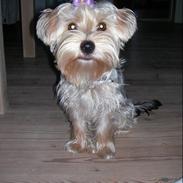 Yorkshire terrier *-Beatrice-*