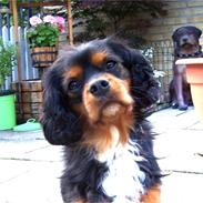 Cavalier king charles spaniel LASSE