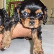 Cavalier king charles spaniel LASSE