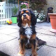 Cavalier king charles spaniel LASSE