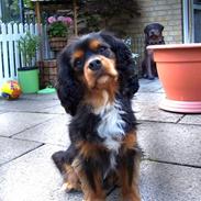 Cavalier king charles spaniel LASSE