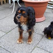 Cavalier king charles spaniel LASSE