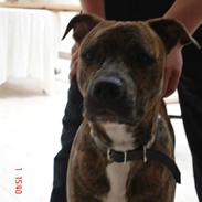 Amerikansk staffordshire terrier Coco *død*