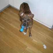 Amerikansk staffordshire terrier Coco *død*