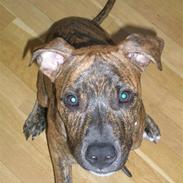 Amerikansk staffordshire terrier Coco *død*