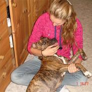 Amerikansk staffordshire terrier Coco *død*