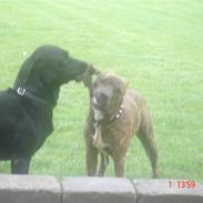 Amerikansk staffordshire terrier Coco *død*