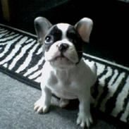 Fransk bulldog Cæsar