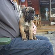 Bullmastiff Gaia