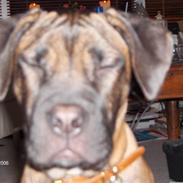 Bullmastiff Gaia
