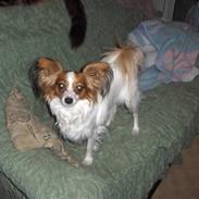 Papillon molly