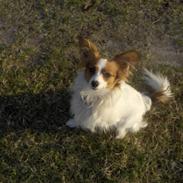 Papillon molly