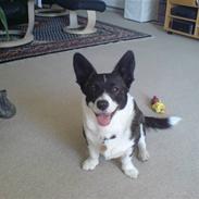 Welsh corgi cardigan Giggi