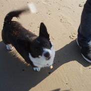 Welsh corgi cardigan Giggi