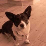 Welsh corgi cardigan Giggi