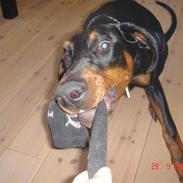 Dobermann Toronto`s Uno