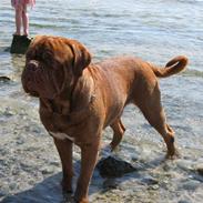 Dogue de bordeaux Ikaros R.I.P.