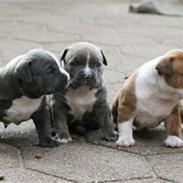 Amerikansk staffordshire terrier Biggie