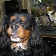 Cavalier king charles spaniel Julius