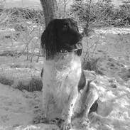Engelsk springer spaniel stella