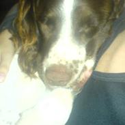 Engelsk springer spaniel stella
