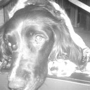 Engelsk springer spaniel stella