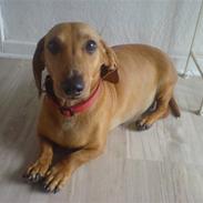 Gravhund Anni