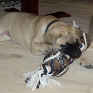 Bullmastiff Lulu