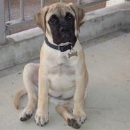 Bullmastiff Lulu