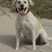 Labrador retriever Luna