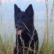 Schæferhund Jabina Luscha **RIP**