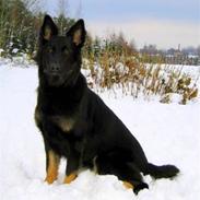 Schæferhund Jabina Luscha **RIP**
