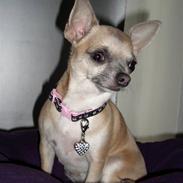 Chihuahua ~ Kelbi ~