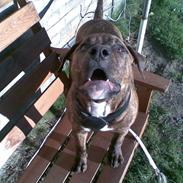 Amerikansk staffordshire terrier 'Tiger'