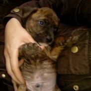 Amerikansk staffordshire terrier 'Tiger'