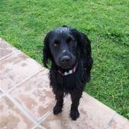 Blanding af racer Freddy