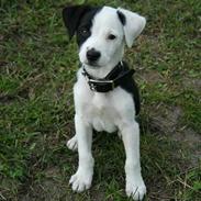 Jack russell terrier      mix Albert <3