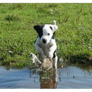 Jack russell terrier      mix Albert <3