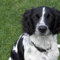 Blanding af racer Vaks. R.I.P.