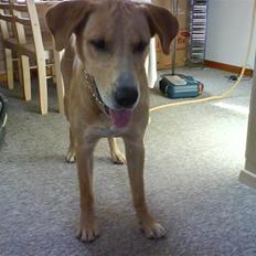 Labrador retriever max