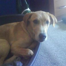 Labrador retriever max