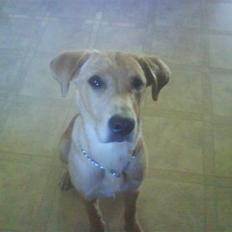 Labrador retriever max