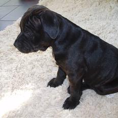Staffordshire bull terrier Franz
