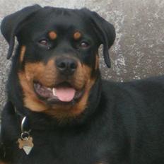 Rottweiler Nanna