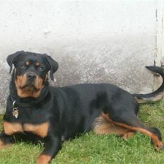 Rottweiler Nanna
