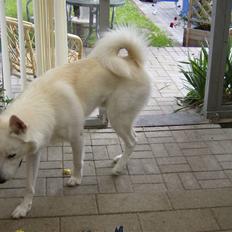 Blanding af racer Iga