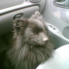Pomeranian Terkel R.I.P