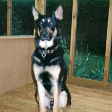 Schæferhund King *R.I.P*